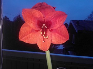 WP_000870