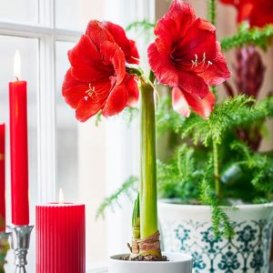amaryllis-skotsel-600_1